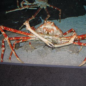 Japanese Giant Spider Crab - Apr 2006