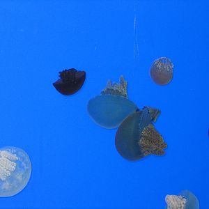 Sea Jellys - Apr 2006