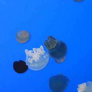 Sea Jellys - Apr 2006