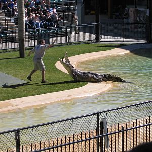 Croc show in the Crocoseum - Jul 2007