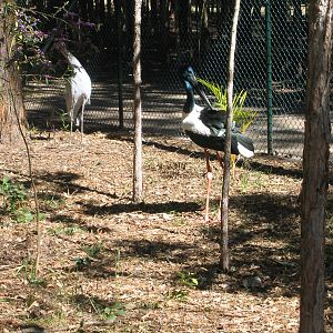 black-necked stork - Jul 2007
