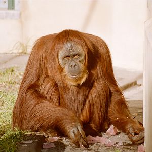 Orang snack - Jun 2004