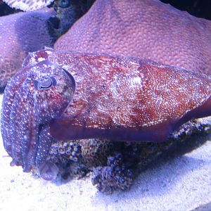 Cuttlefish - Jul 2007