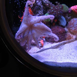 Blue Ringed Octopus - Jul 2007