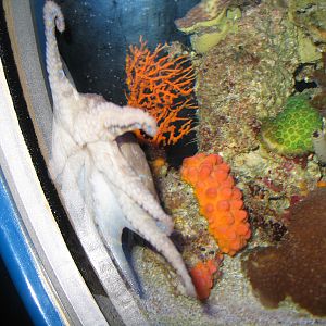 Blue Ringed Octopus - Jul 2007