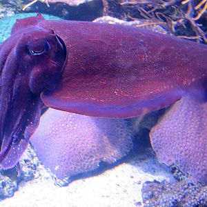 Cuttlefish - Jul 2007