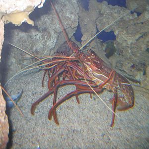 Lobster - Jul 2007