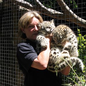 Snow Leopard cubs - Dec 2003