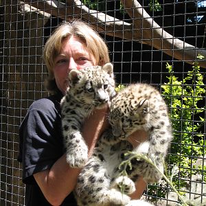 Snow Leopard cubs - Dec 2003