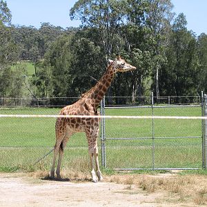 Giraffe - Dec 2003