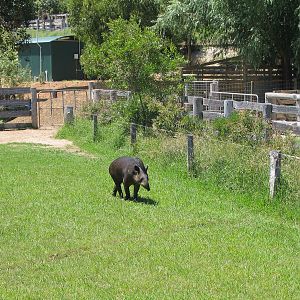 Tapir - Dec 2003