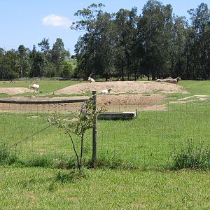 Oryx and others - Dec 2003