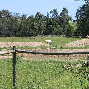 Oryx and roos - Dec 2003