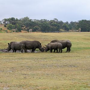 Southern White Rhino - Dec 2003