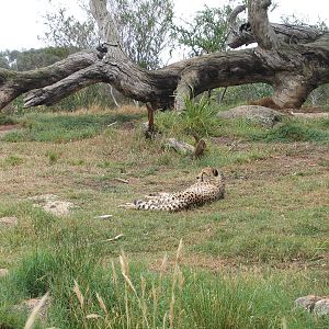 Cheetah - Dec 2003
