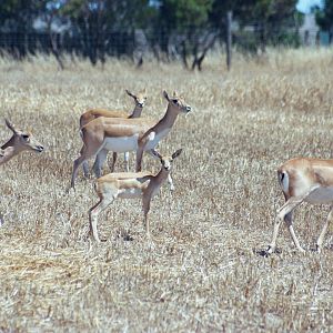 Female Blackbuck - Dec 2003