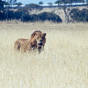 Lion - Dec 2003