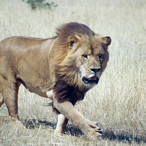 Lion - Dec 2003