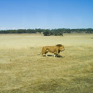 Lion - Dec 2003