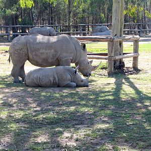White Rhino - Jan 2004