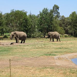 Elephants - Jan 2004