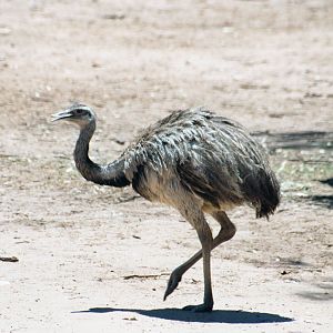Greater Rhea - Jan 2004