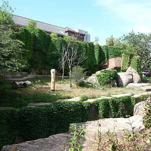 Lion Exhibit - Lincoln Park Zoo