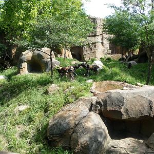 Lincoln Park Zoo -  African Wild Dog Exhibit