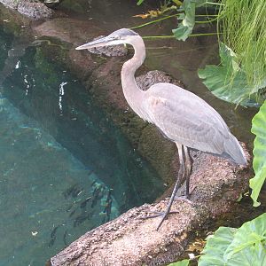 Great Blue Heron? - Jan 2005