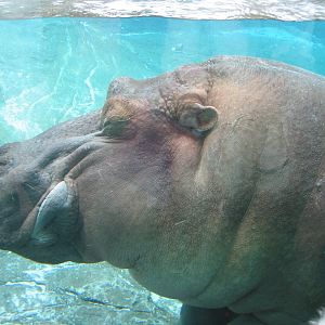 Hippo swimming - Jan 2005
