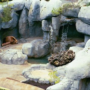 Brown bear - Jan 2005