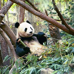 Giant Pandas - Jan 2005