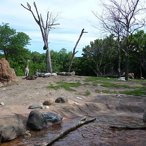 Lincoln Park Zoo - African Savannah