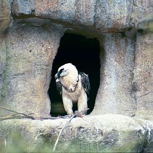 Bearded Vulture - Jan 2005