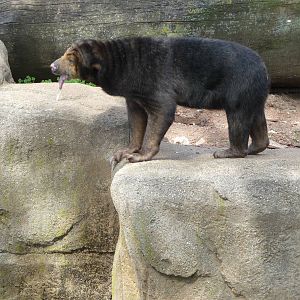 Lincoln Park Zoo - Sun Bear