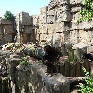 Lincoln Park Zoo - Sun Bear Exhibit