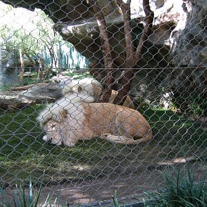 White Lion - Jan 2005