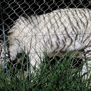 White Tiger - Jan 2005