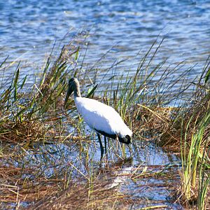 Everglades National Park - Jan 2005