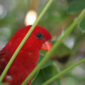 Red Lory - Jan 2008