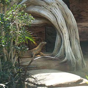 Terra de Dragons - Zoo Barcelona
