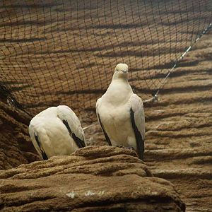 Terra de Dragons - Zoo Barcelona