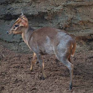 Terra de Dragons - Zoo Barcelona