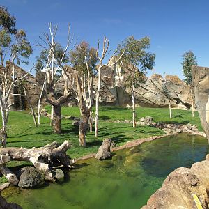 Gorilla's bachelor group exhibit