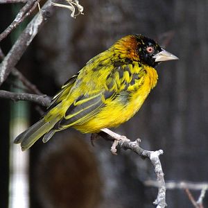 Black-headed Weaver