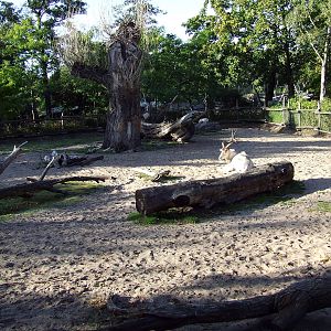 Addax enclosure