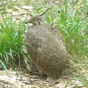 Elegant Crested Tinamou
