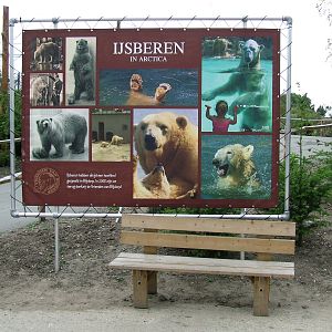 Polar Bears in Arctica