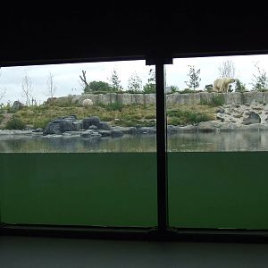 Polar Bear exhibit, Arctica