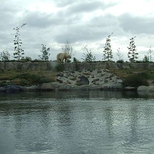 Polar Bear enclosure, Arctica